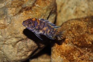 Metriaclima estherae 'Minos Reef'